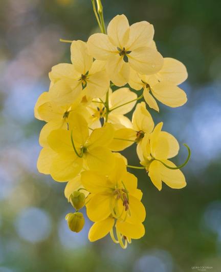 A close up of a cluster of yellow flowers on a tree.