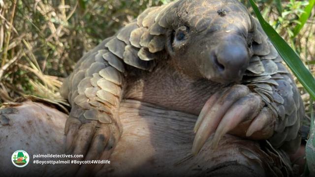 The largest and heaviest #pangolin in the world is the Giant Pangolin of #Uganda 🇺🇬 #Congo 🇨🇩 #WestAfrica. Endangered by #palmoil and #cocoa #deforestation and #poaching Help them survive when u #Boycottpalmoil #Boycott4Wildlife @palmoildetect.bsky.social https://wp.me/pcFhgU-7jM?utm_source=mastodon&utm_medium=Palm+Oil+Detectives&utm_campaign=publer