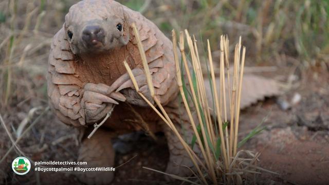The largest and heaviest #pangolin in the world is the Giant Pangolin of #Uganda 🇺🇬 #Congo 🇨🇩 #WestAfrica. Endangered by #palmoil and #cocoa #deforestation and #poaching Help them survive when u #Boycottpalmoil #Boycott4Wildlife @palmoildetect.bsky.social https://wp.me/pcFhgU-7jM?utm_source=mastodon&utm_medium=Palm+Oil+Detectives&utm_campaign=publer