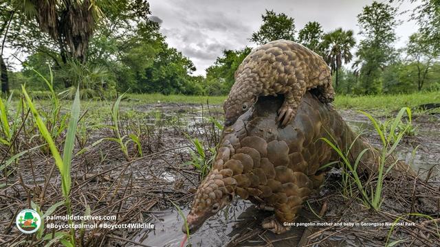 The largest and heaviest #pangolin in the world is the Giant Pangolin of #Uganda 🇺🇬 #Congo 🇨🇩 #WestAfrica. Endangered by #palmoil and #cocoa #deforestation and #poaching Help them survive when u #Boycottpalmoil #Boycott4Wildlife @palmoildetect.bsky.social https://wp.me/pcFhgU-7jM?utm_source=mastodon&utm_medium=Palm+Oil+Detectives&utm_campaign=publer