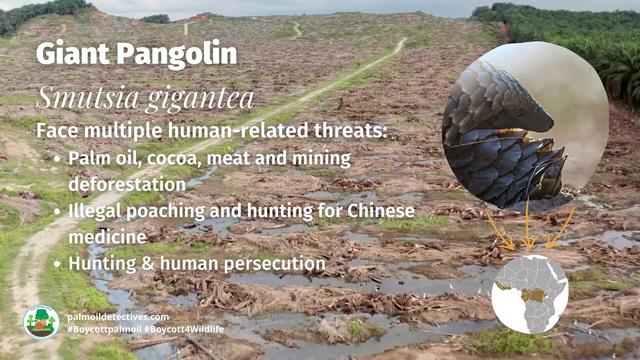 The largest and heaviest #pangolin in the world is the Giant Pangolin of #Uganda 🇺🇬 #Congo 🇨🇩 #WestAfrica. Endangered by #palmoil and #cocoa #deforestation and #poaching Help them survive when u #Boycottpalmoil #Boycott4Wildlife @palmoildetect.bsky.social https://wp.me/pcFhgU-7jM?utm_source=mastodon&utm_medium=Palm+Oil+Detectives&utm_campaign=publer