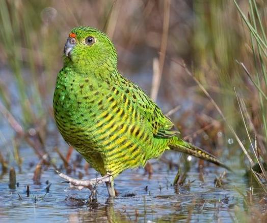 Green parrot with black & yellow stripes walking in water.