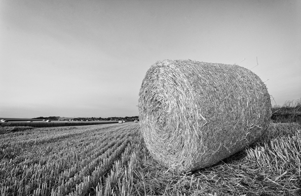 Black and white landscape of Haybale