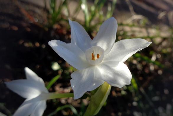 Paperwhite Narcissus flowers greet the morning sunlight (C)P.Gamble Photography