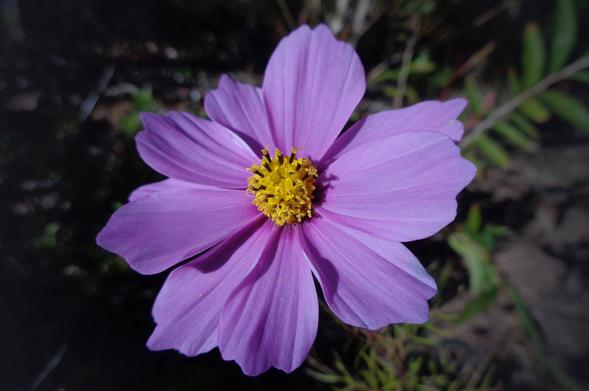A vibrant pink/magenta Cosmos flower with bright yellow center greets the morning sun (C)P.Gamble Photography