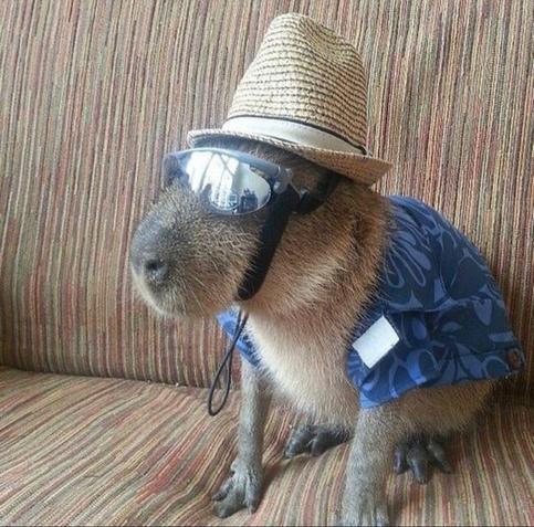 Imagen de un capibara