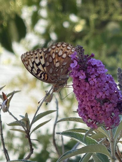 A butterfly with intricate brown and orange patterns is perched on purple butterfly bush flowers