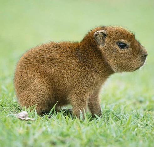 Imagen de un capibara