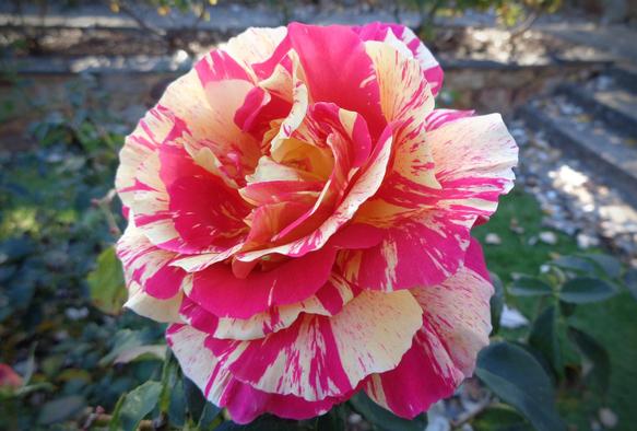 A nice candystripe rose of yellow red and pink (C)P.Gamble Photography