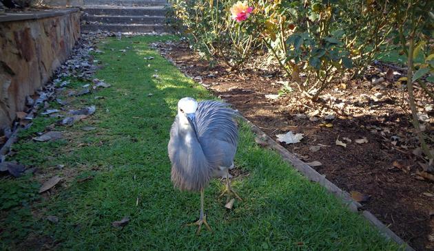 Hera the white-faced heron in the sunken rose garden in Veale Gardens, Adelaide (C)P.Gamble Photography