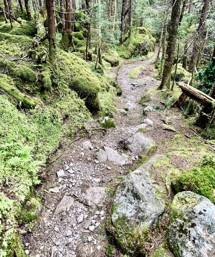 Photo of rocky trail in dense green forest.  The trail is moderately sloped with rocks of various sizes.  Each side of the trail is lined with low-lying dense vegetation. 

Greenleaf Trail near Eagle Cliff.