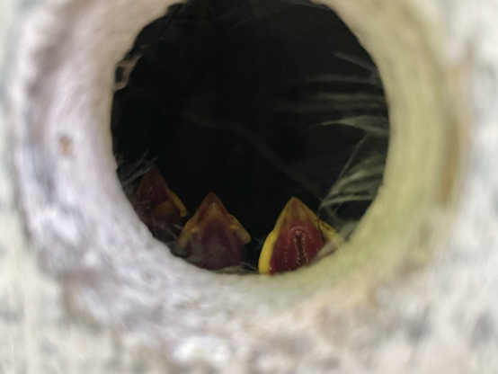 Photograph of the wide open mouths of three baby sparrows seen through the round hole of a birdhouse.
