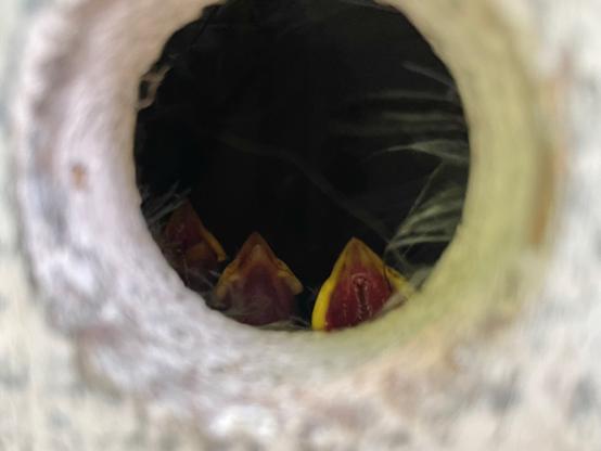 Photograph of the wide open mouths of three baby sparrows seen through the round hole of a birdhouse.