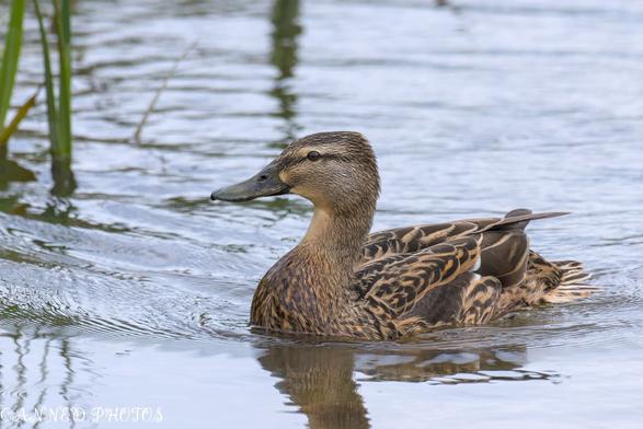 A brown mallard duck with mottled feathers swims in calm water near some green reeds.