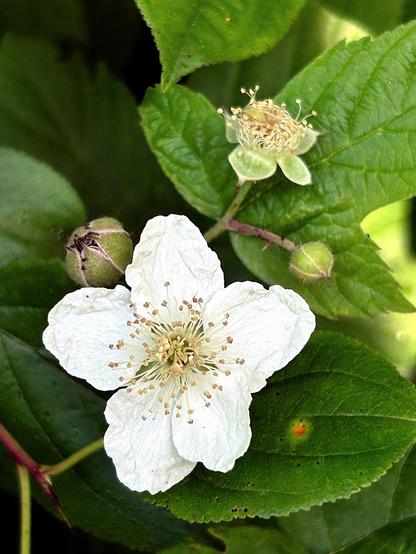 A flower comprising five white petals and a burst of stamens at the center. Several green buds in various stages of opening peek out from behind it in a botanical photobomb. Blossom and buds are supported on stems bearing fine thorns, and in the background are green leaves with serrated margins.