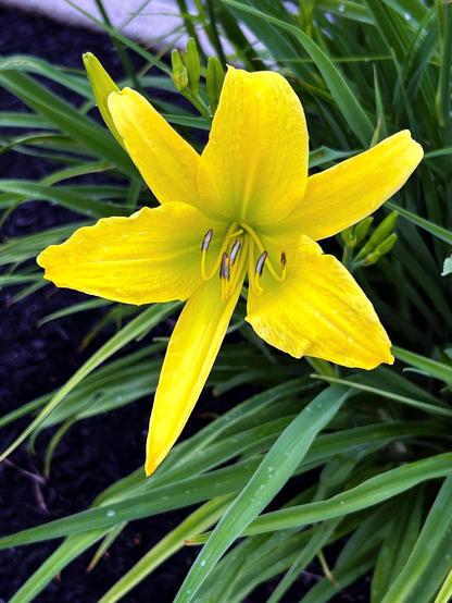 A large golden flower with six tepals and six curved stamens beckoning from the center. To me it looks a bit like a four-winged angel taking off, or possibly a nosediving X-wing. In the background is a jungle of long lanceolate green leaves.