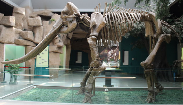 Stegodon skeleton at the Gansu Provincial Museum