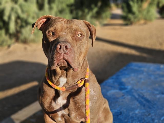 Beautiful dog.