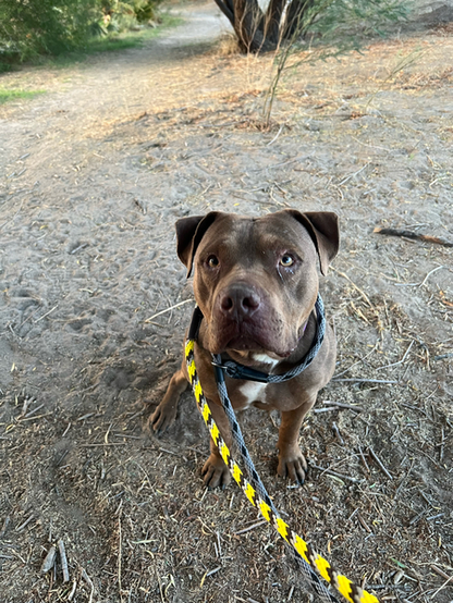 Beautiful dog.

"MJ is a sweet pup that enthusiastically leans into pets and butt scratches."