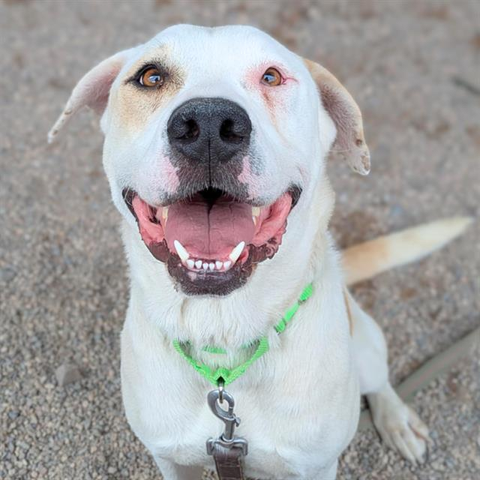 Beautiful dog.