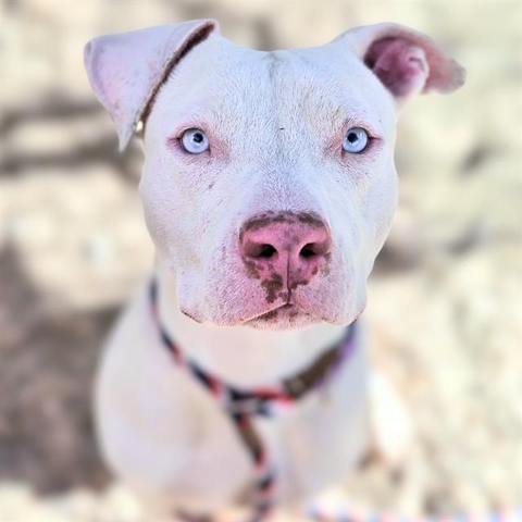 Beautiful dog.