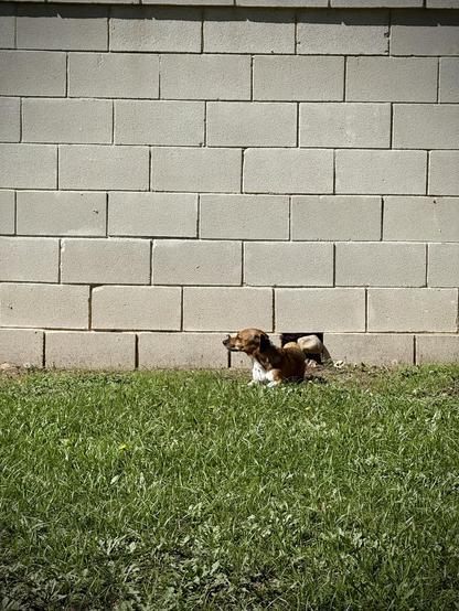 A dachshund laying in the grass.