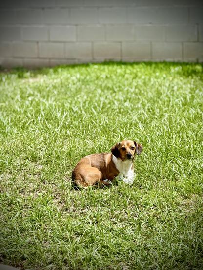 A dachshund laying in the grass.