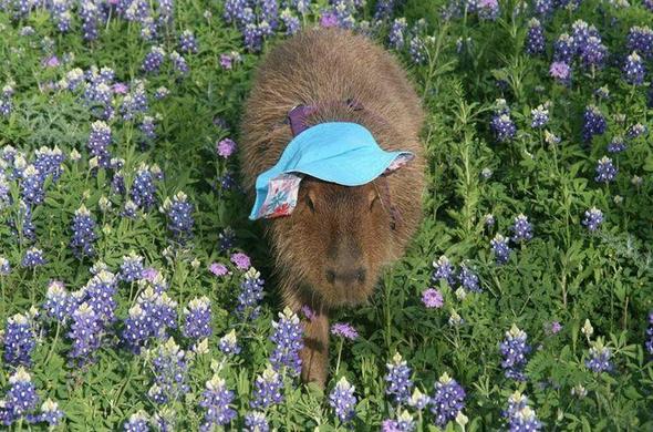 Imagen de un capibara