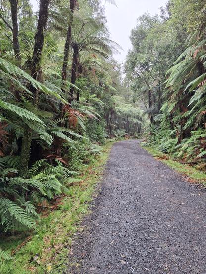 A gravel roadway with tree ferns either side and mossy ground. The sky is grey.