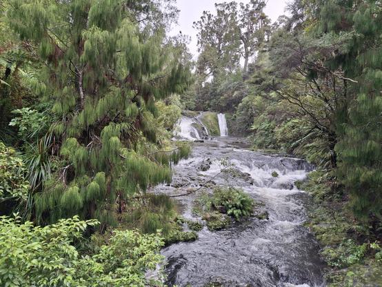 A small waterfall surrounded by large trees and ferns.