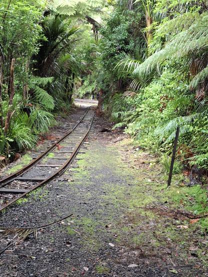 Old tram rails with trees and ferns either side.