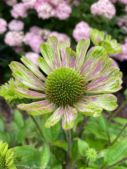Summer coneflowers are here! Pink and green variegated petals on this one.