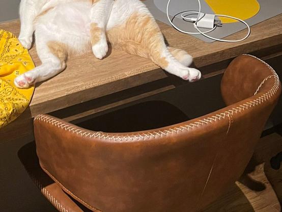 猫の写真