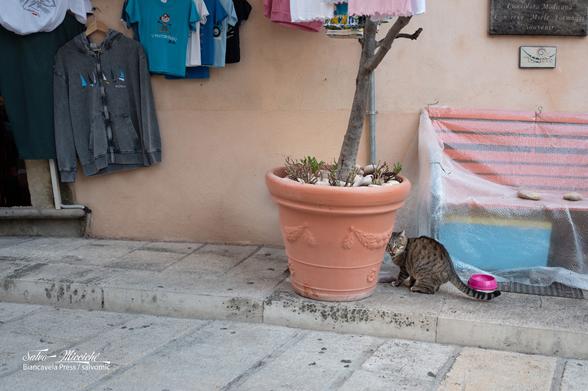 «Oddio, mi hanno scoperto…»

#caturday #leica_camera #sicily #streetPhotography