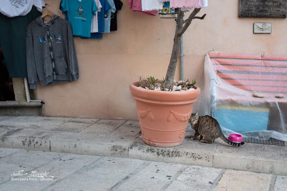 «Oddio, mi hanno scoperto…»

#caturday #leica_camera #sicily #streetPhotography