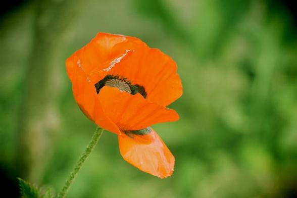 Medium close-up of a red poppy bloom taken using the EOS90D plastic camera setting. The composition has a soft focus combined with retro colour and tones.