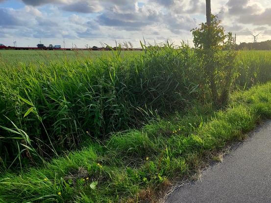 Blick auf saftiges Ackerlandgrün. Im Bildhintergrund ein roter Autozug mit vereinzelten Autos vor blauem freundlichem Wolkenhimmel und Abendsonnenlicht