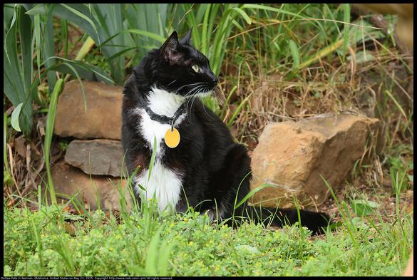 Outlaw Pete, a mature tuxedo cat, was sitting near a rock wall in Norman, Oklahoma, United States on May 25, 2025.