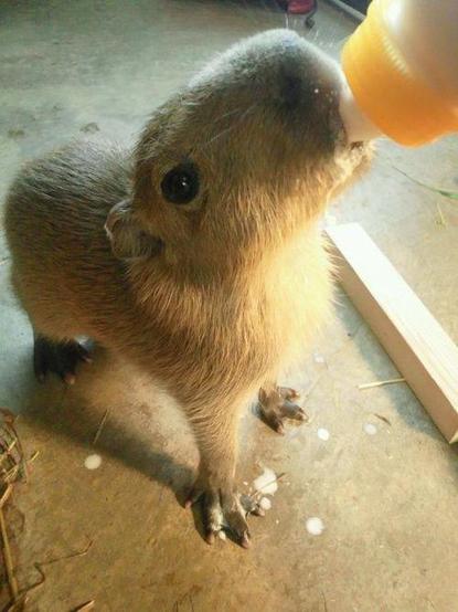 Imagen de un capibara