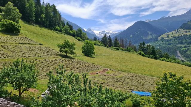 Mountain meadow landscape with turned hay. The foreground shows green fruit trees and garden plants. Mid-ground features wide, gently sloping fields with neat rows of cut grass, contrasting with uncut areas of taller grass. A blue tarp and a small pile of earth are visible near the center. In the background, dense forest and higher mountain slopes lead the eye toward distant, snow-covered alpine peaks under a clear blue sky.