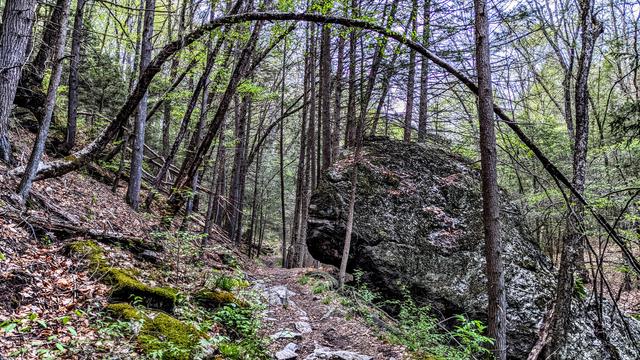Walking a somewhat rocky sidehill path through the forest under an overcast sky. The hillside slopes steeply up to our left and down to our right. A bent but not broken tree makes a graceful arc from our left over the trail and down past a gigantic boulder to our right.