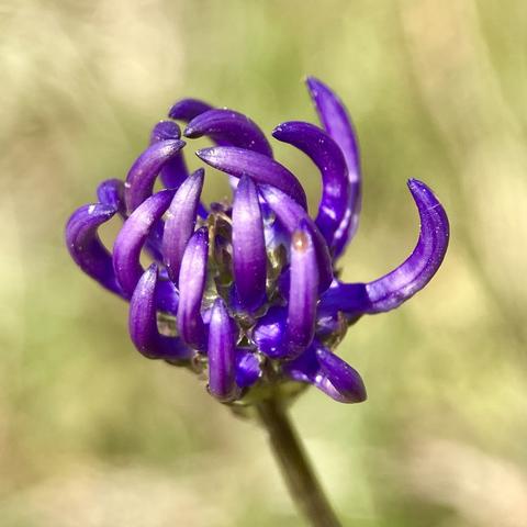 Close up of a deep, rich, purple flower.  There are 17 or so widely spaced petals that are like fingers that rise up and out from the base and curve in towards each other near the top without quite touching