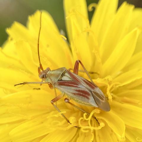 A small insect on a yellow wildflower. It has pale wings characterised by a rosy V near its thorax and two rosy go faster stripes or speech marks on each wing