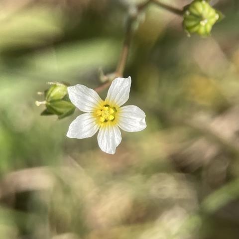 A single tiny flower on a stem. it has five white petals and an egg yellow centre with egg yellow stamens within that.