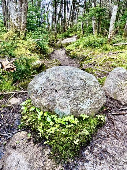 Photo of small flowering plants interspersed on moss at base of large lichen-covered boulder on trail.  View is looking up a moderately sloped trail that is mostly dirt but with some boulders.  Green moss-covered forest in background.

I took this photo on a forested section of Garfield Ridge Trail.