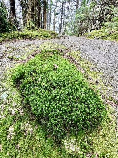 Photo closeup of patch of moss on large slab of rock.  View is looking up steep slab which also serves as the trail.  Dense green forest in background.

I took this photo on forested section of Garfield Ridge Trail.