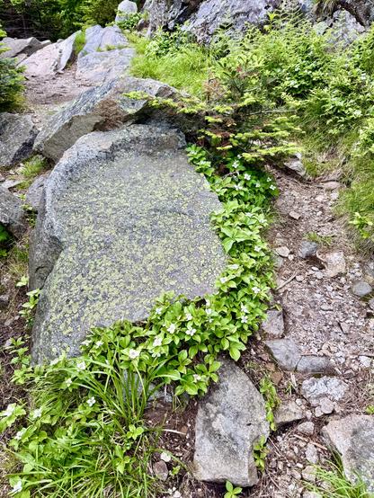 Photo of small flowering plants that are growing along edge of large lichen-covered boulder.  Dense green forest seen in small portion of background.  Otherwise, similar boulders in background.

I took this photo on Greenleaf Trail near Eagle Cliff.