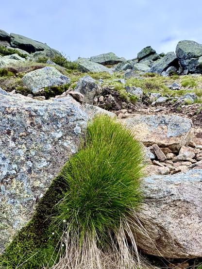 Photo closeup of long patch of grass growing under a lichen-covered boulder.  View is looking up the trail, seeing similar large angular boulders and sky overhead.    This is taken just below an exposed ridge and is completely exposed and base with no trees or shrubs.

I took this photo on Greenleaf Trail soon after I began my descent from Mt. Lafayette.