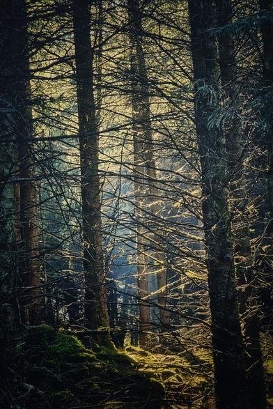 A vertical shot of a dense, dark forest with sunlight streaming through the bare branches of tall trees in the background, creating a bright, ethereal glow. The foreground is darker, with moss-covered ground and tree trunks, suggesting a cool, damp atmosphere, contrasted with the warmth of the distant light.