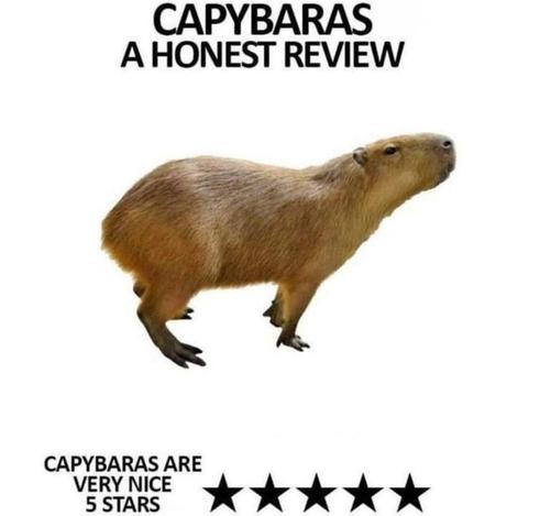 Imagen de un capibara